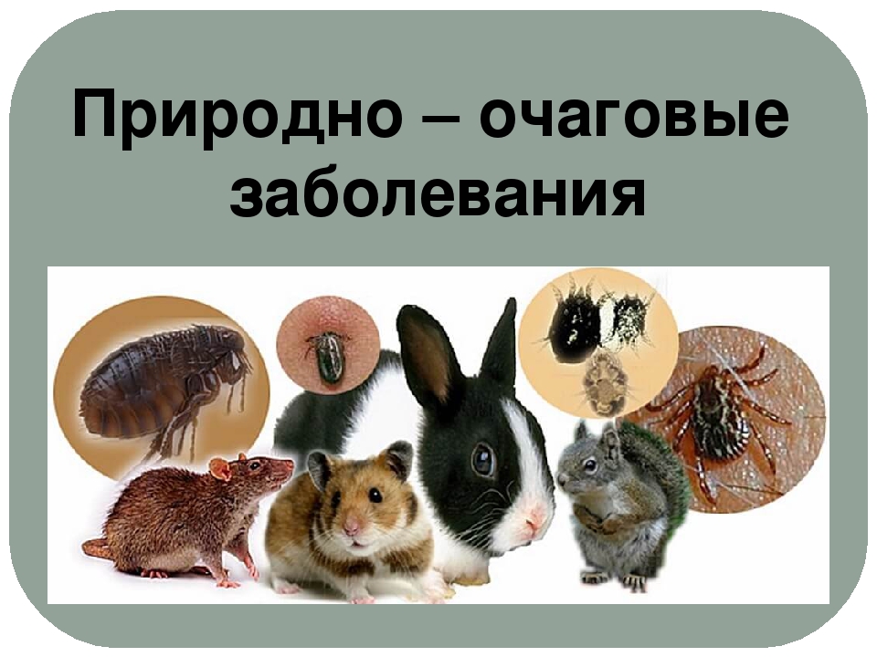 Профилактика природно-очаговых инфекций.