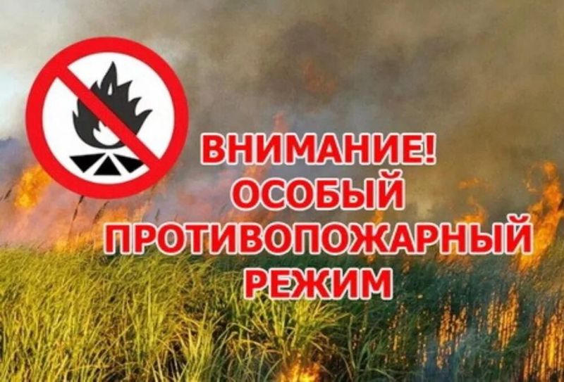 В Новгородской области введен особый противопожарный режим на землях лесного фонда.