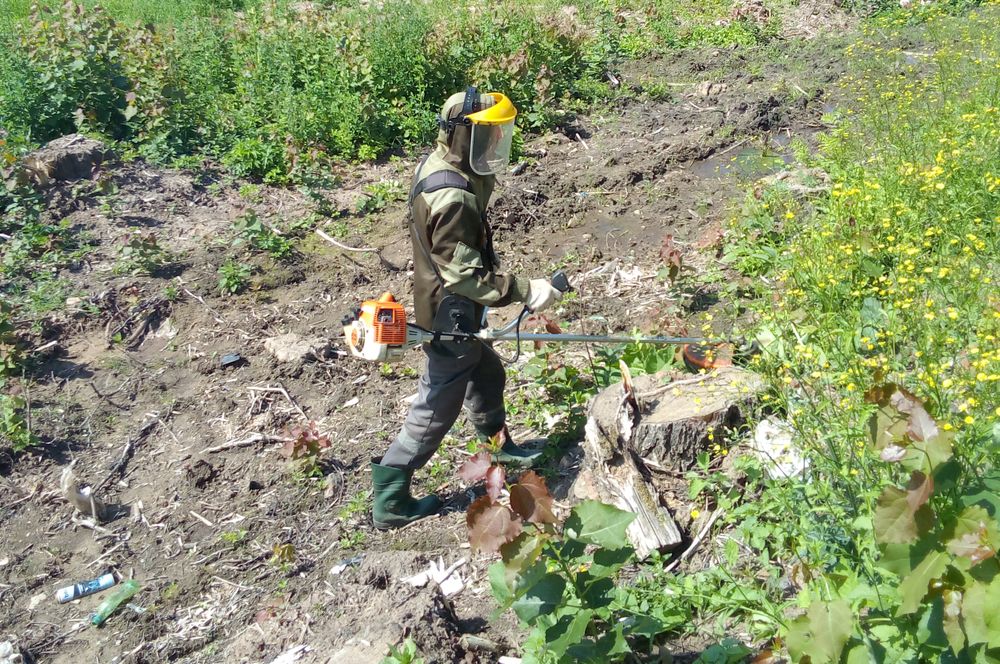 На территории Демянского городского поселения ведутся работы по скашиванию борщевика Сосновского.